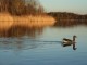 ente auf der ihme in hannover linden nord