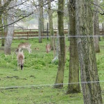rehe im tierpark in merseburg