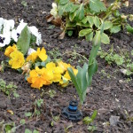 blumen im tierpark merseburg