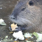 nutria beim essen im tierpark merseburg