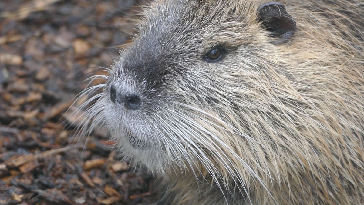 nutria im tierpark merseburg