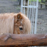 kleines pony im wildtierpark merseburg