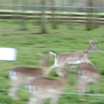 reh rennt im tierpark merseburg