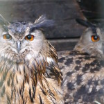 uhu im tierpark merseburg