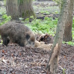 wildschweine im südpark merseburg