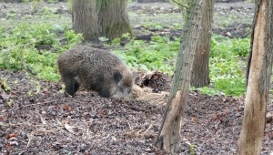 wildschweine im südpark merseburg