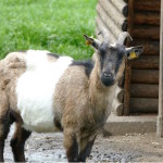 ziege im südpark von merseburg