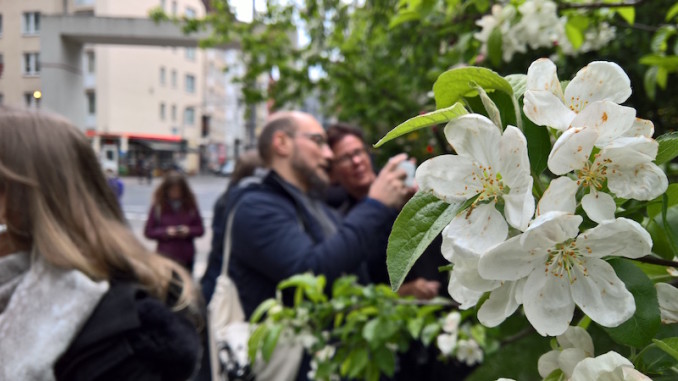 kirschblüten im Stadtgarten kischbaum im stadtgarten köln