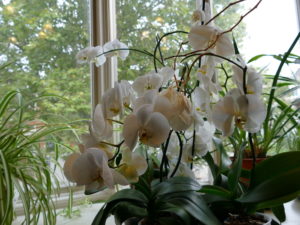 blumen im swiss cottage hostel in london