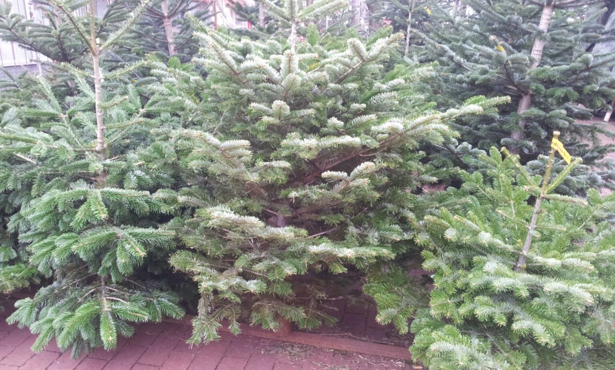 weihnachstbaum fürs fest